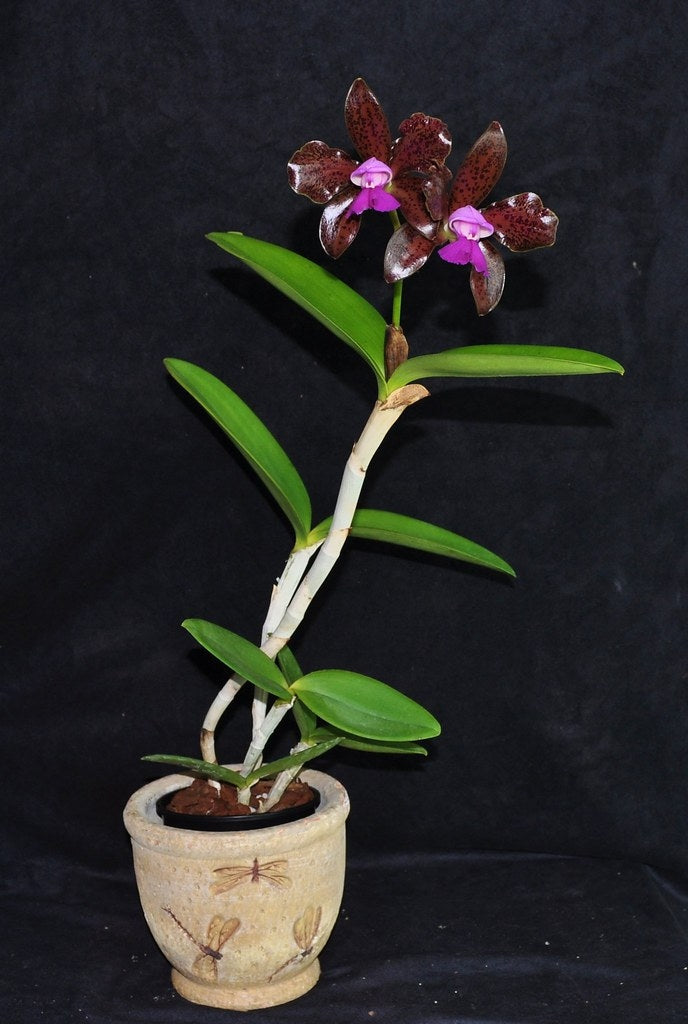 Cattleya aclandiae type 'Sakamoto' - Br Orquidea