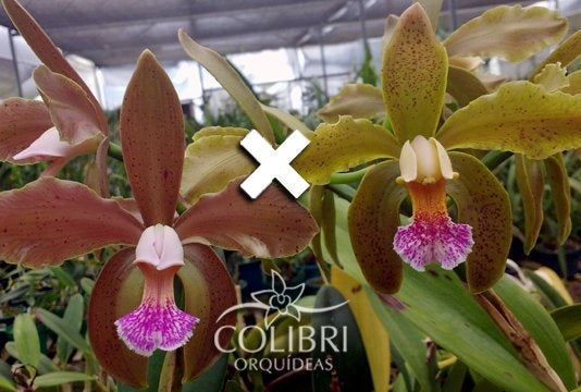 Cattleya aclandiae type 'Sakamoto' - Br Orquidea