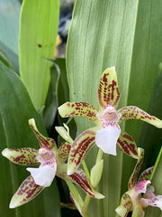 Zygopetalum reginae f. Alba x Promenaea guttata