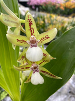 Carica l&#39;immagine nel visualizzatore Galleria, Zygopetalum reginae f. Alba x Promenaea guttata
