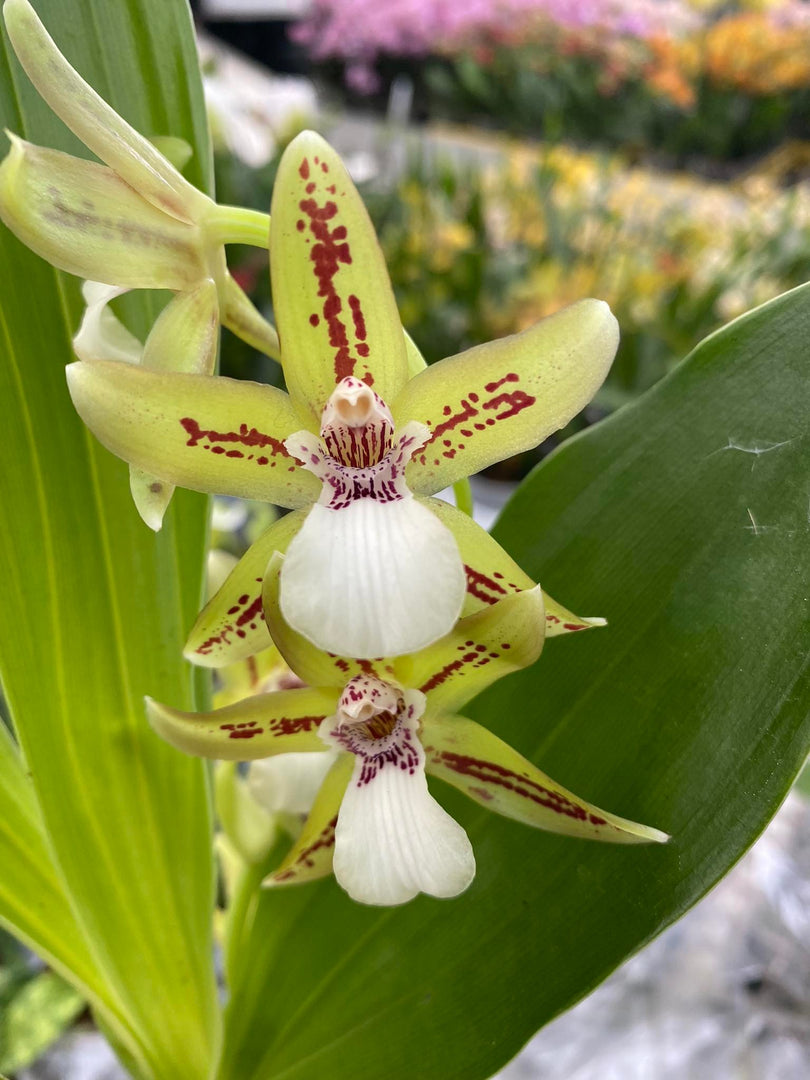 Zygopetalum reginae f. Alba x Promenaea guttata