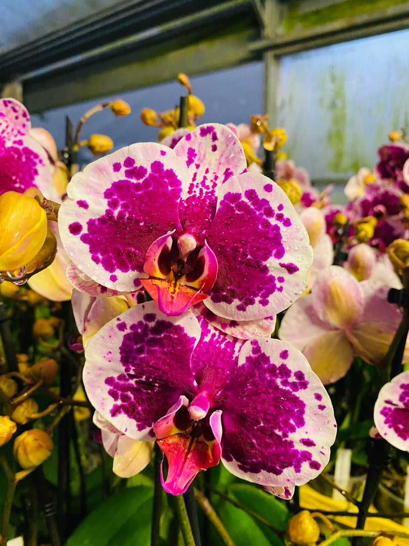 Phalaenopsis Sprinkle