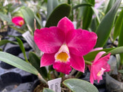 Cattlianthe Chief Berry 'Berry' (Ctt. Sunrise Doll × C. Love Castle)