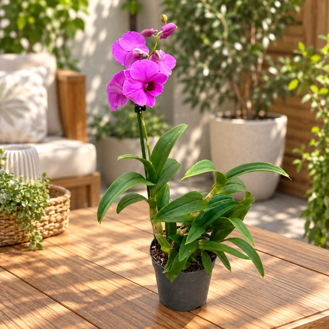 Dendrobium Burana Racha