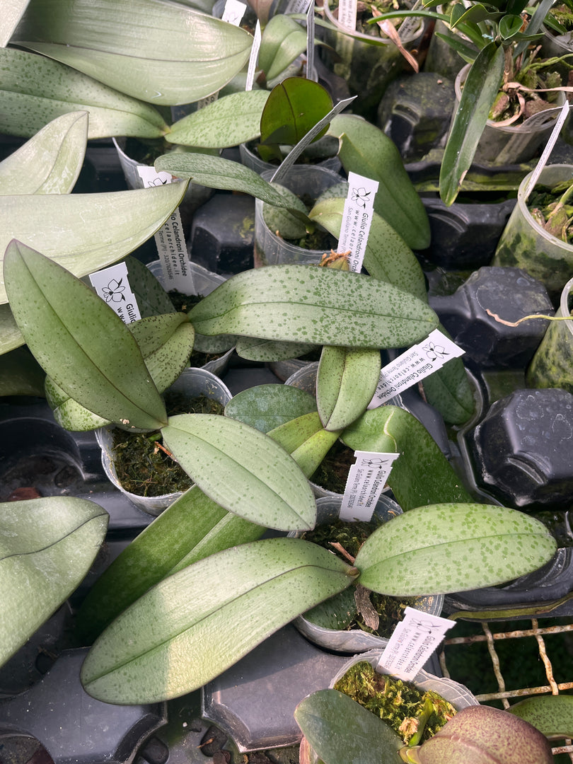 Phalaenopsis Silbergrube (celebensis x equestris) x Phal. javanica