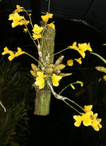 Carica l'immagine nel visualizzatore Galleria, Dendrobium capillipes / brainanense