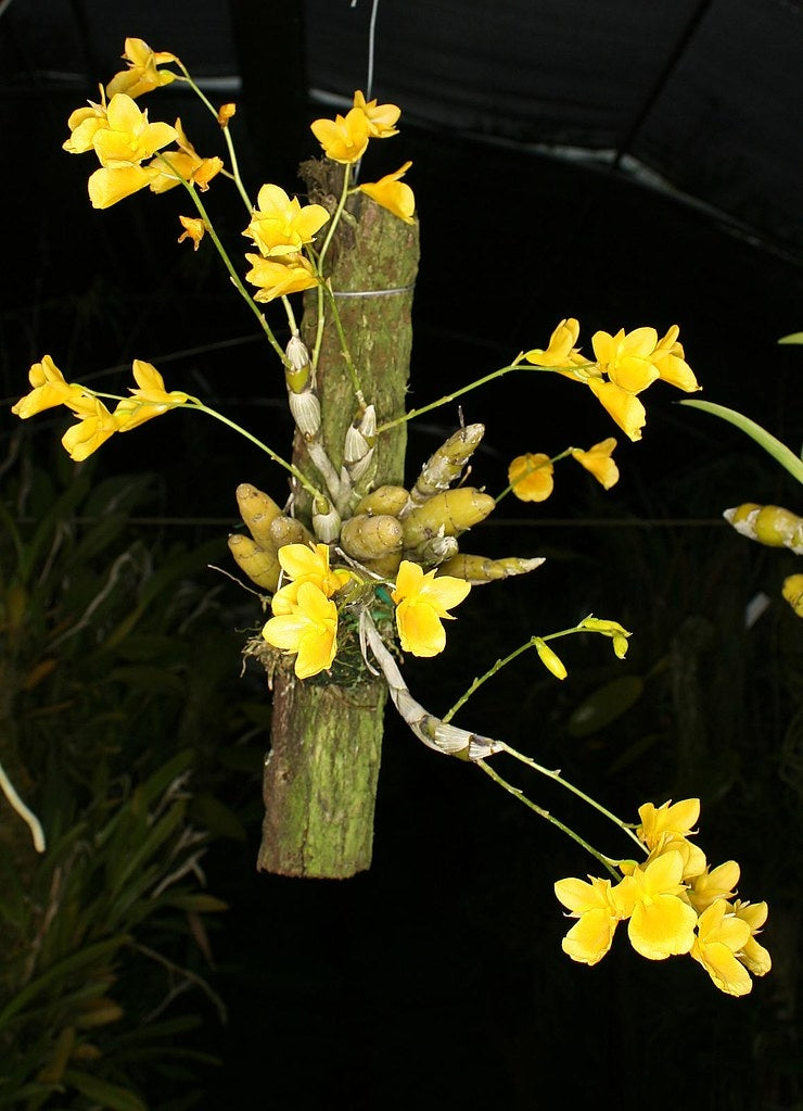 Dendrobium capillipes / brainanense