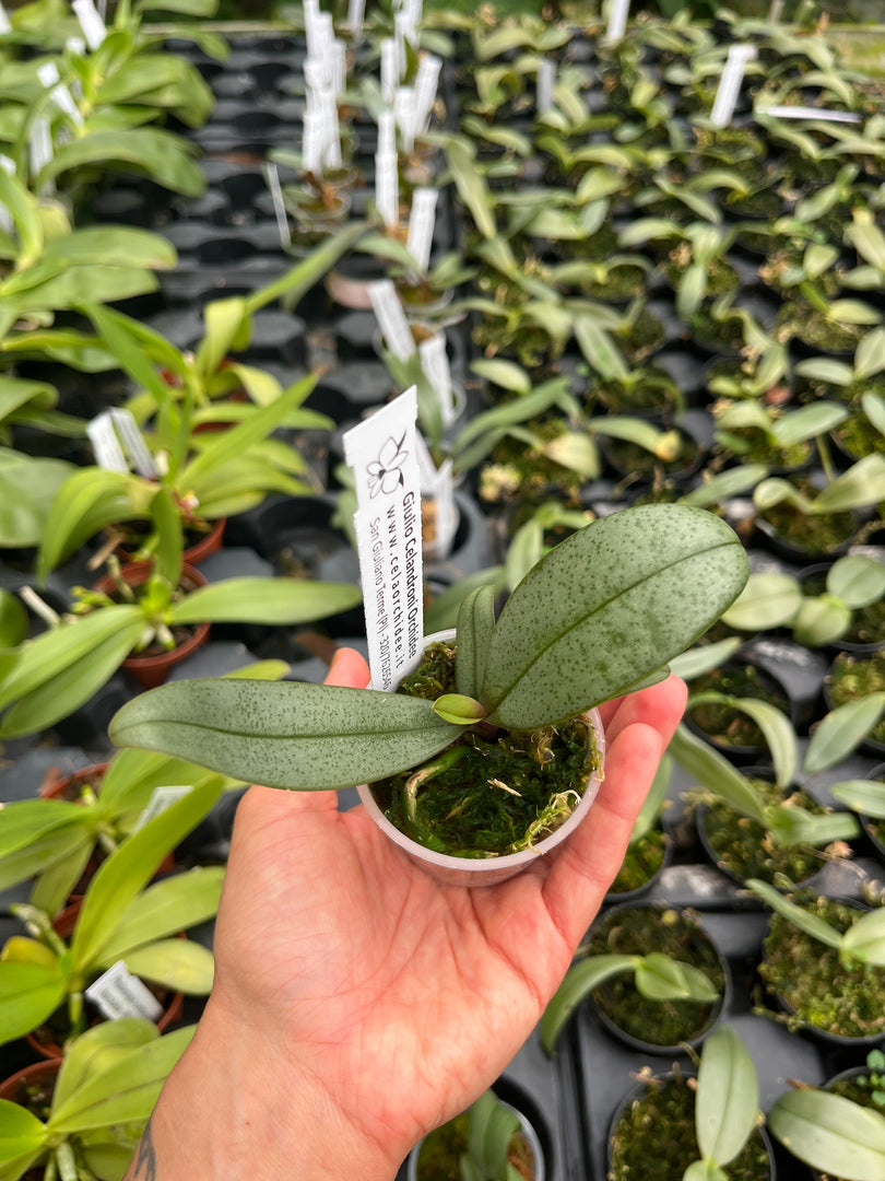 Phalaenopsis Alyos 'OH' (Phal. schilleriana x Phal. finleyi)