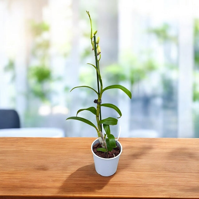 Dendrobium Phalaenopsis misto