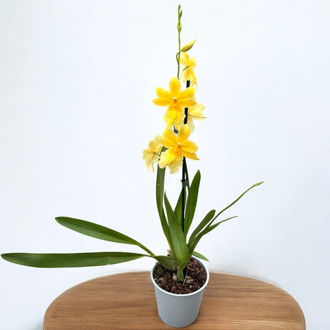 Burrageara Nelly Isler 'Yellow'