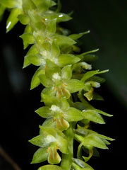 Dendrochilum abbreviatum