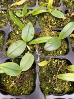 Carica l'immagine nel visualizzatore Galleria, Phalaenopsis finleyi