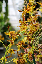 Load image into Gallery viewer, Dendrobium Spatulata Hybrid