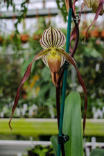 Load image into Gallery viewer, Paphiopedilum Winter Pearl (Magic Lantern xemernii var. huonglanae)