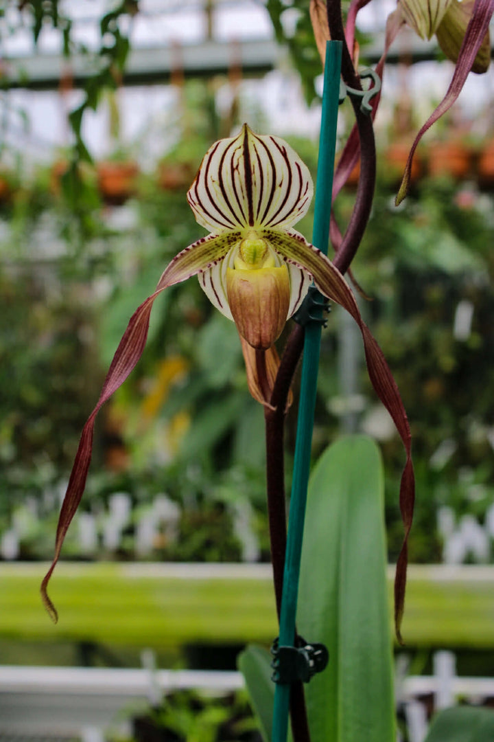 Paphiopedilum Winter Pearl (Magic Lantern xemernii var. huonglanae)