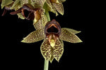 Load image into Gallery viewer, Catasetum sanguineum
