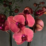 Carica l&#39;immagine nel visualizzatore Galleria, Phalaenopsis Asian Coral
