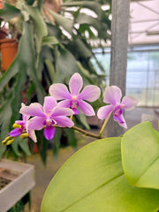 Phalaenopsis Anthura Victoria