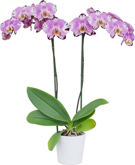 Phalaenopsis Art Nouveau