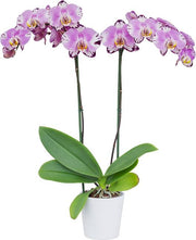 Phalaenopsis Art Nouveau