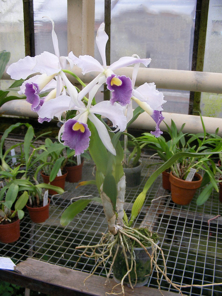 Laelia purpurata Werkhäuseri x Cattleya warneri coerulea