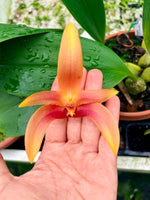 Carica l'immagine nel visualizzatore Galleria, Bulbophyllum Wilbur Chang x sumatranum 'Red'