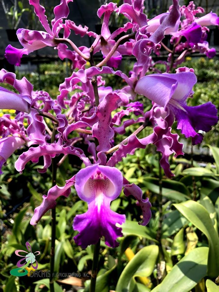 Schombocattleya Schomburgkia thomsoniana x Cattleya Penny Kuroda