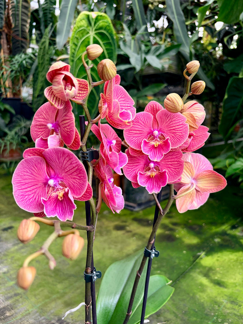 Phalaenopsis Lianher Golden Cheese - Big Lip