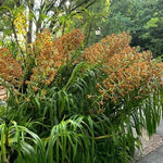 Load image into Gallery viewer, Grammatophyllum speciosum