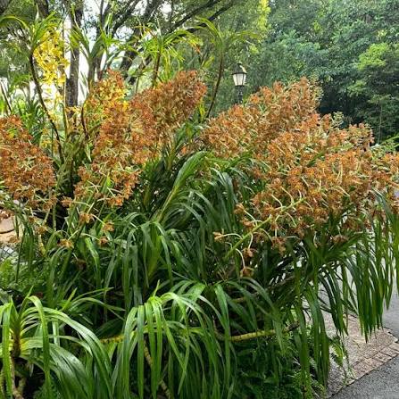 Grammatophyllum speciosum