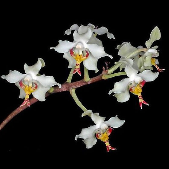 Paraphalaenopsis serpentilingua