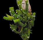 Load image into Gallery viewer, Microsaccus griffithii