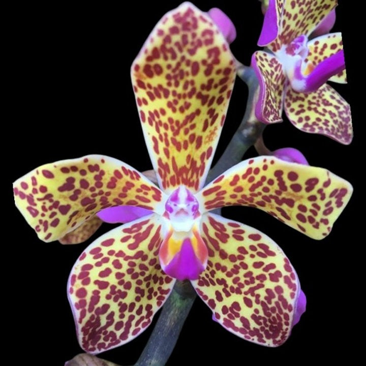 Vandopsis lissochiloides