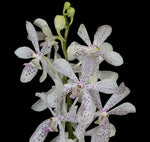 Load image into Gallery viewer, Vanda MV Tannins