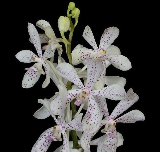 Vanda MV Tannins