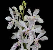 Aranda Jairak White