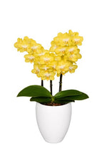Load image into Gallery viewer, Phalaenopsis Arezzo

