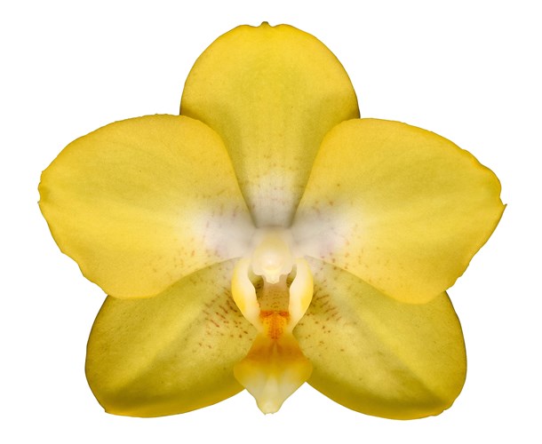 Phalaenopsis Arezzo