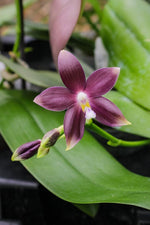 Carica l'immagine nel visualizzatore Galleria, Phalaenopsis speciosa 'Yong Blue'