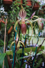 Load image into Gallery viewer, Paphiopedilum Winter Pearl (Magic Lantern xemernii var. huonglanae)