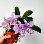 Carica l'immagine nel visualizzatore Galleria, Cattleya nobilior var. coerulea