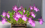 Miltonia spectabilis var. moreliana