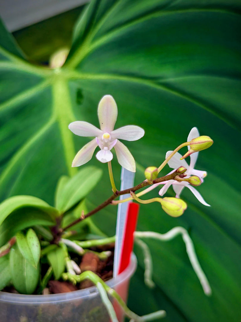 Vanda falcata x Phalaenopsis lindenii