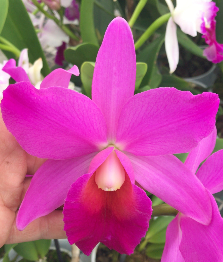 Sophrolaeliocattleya Estella Jewell
