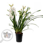 Load image into Gallery viewer, Cymbidium White Flame
