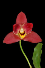 Load image into Gallery viewer, Lycaste Red Jewel