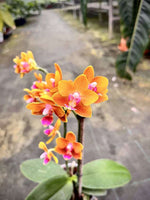 Carica l&#39;immagine nel visualizzatore Galleria, Phalaenopsis Soleil
