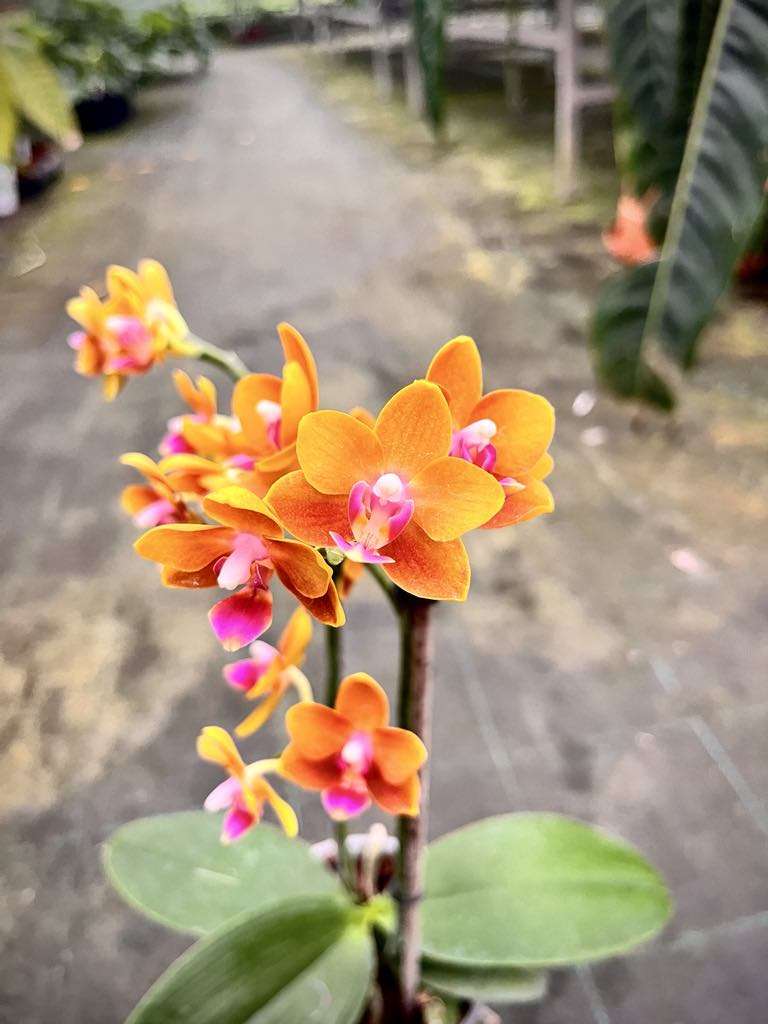 Phalaenopsis Soleil