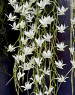 Carica l&#39;immagine nel visualizzatore Galleria, Aerangis verdickii x Aerangis spiculata
