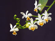 Phalaenopsis malipoensis